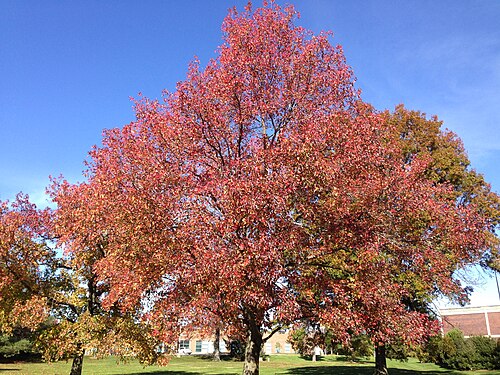 American sweetgum